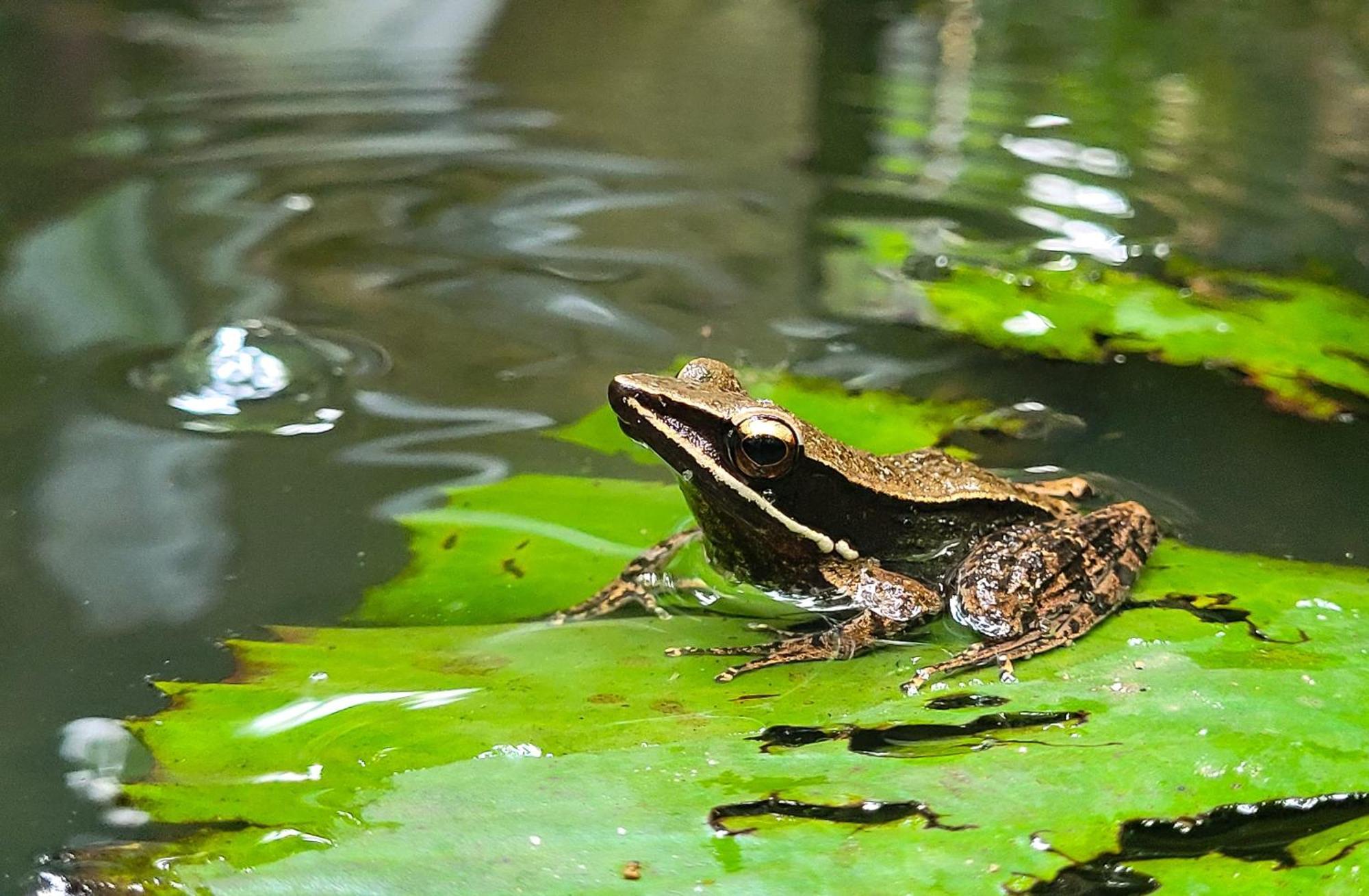 Monsoon Retreats Ecostay- Treehouse Thekkady Eksteriør bilde