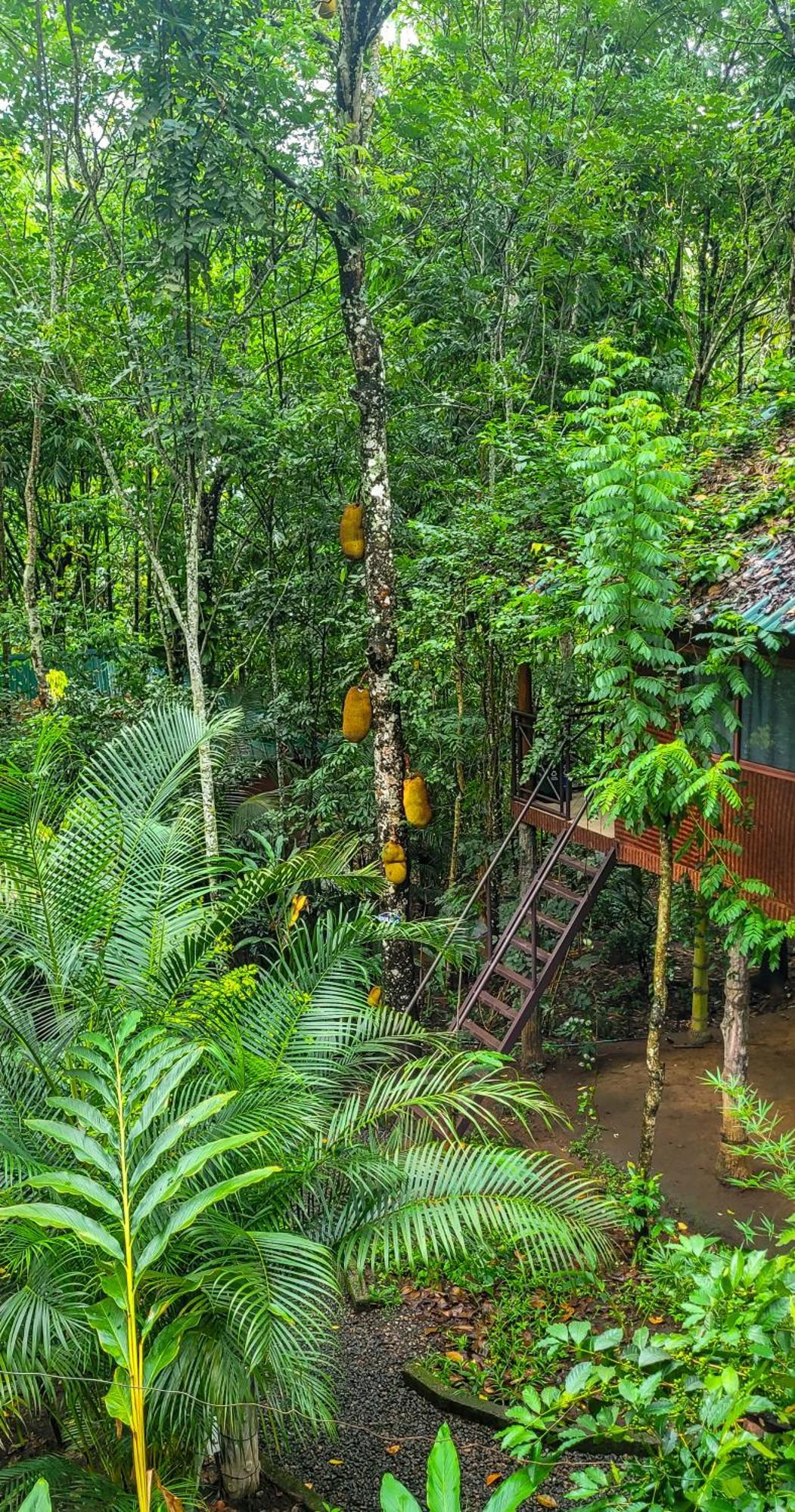 Monsoon Retreats Ecostay- Treehouse Thekkady Eksteriør bilde
