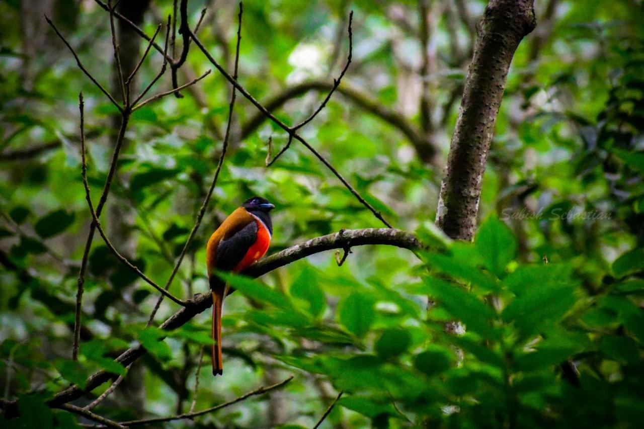 Monsoon Retreats Ecostay- Treehouse Thekkady Eksteriør bilde
