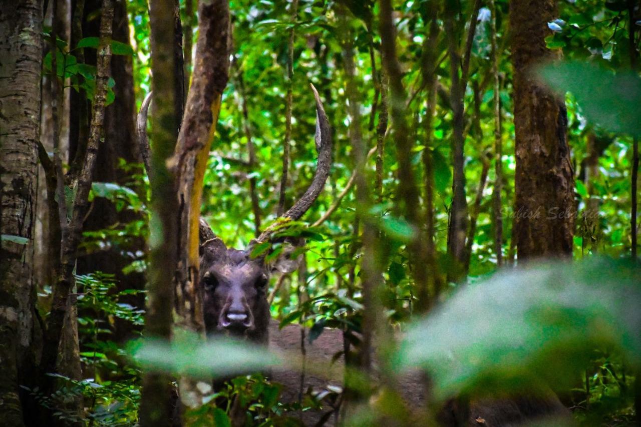 Monsoon Retreats Ecostay- Treehouse Thekkady Eksteriør bilde